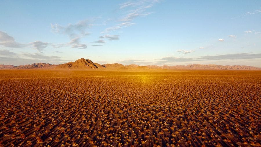 Desert Vineyard near Death Valley National Park